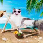 6 Ways To Keep Your Cat Cool This Summer