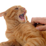 Cat Scratch Disease:  Are You At Risk?