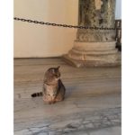 Istanbul:  Cat Friendly City To The Max