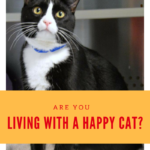 Happy Cat Month: Is Your Cat Happy?