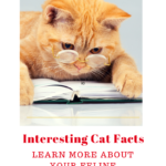National Cat Day: Feline Facts You May Not Know