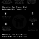 17 Reasons To Own A Black Cat (Infographic)