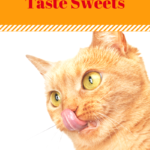 Why Cats Don’t Taste Sweets