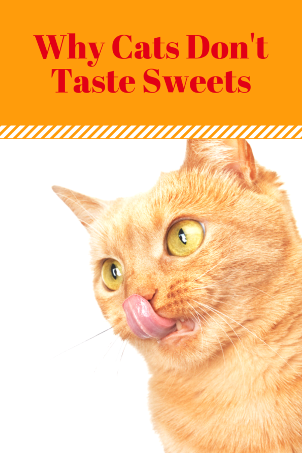 cats dont taste sweets
