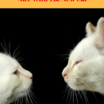 Cat Behavior: Forget Timetables