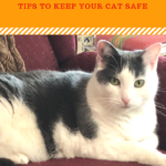 Keeping Your Cat Safe This Thanksgiving