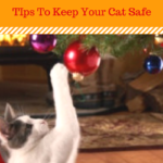 Cat Safety: Five Holiday Hazards For Cats