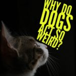 What Cats Want To Know