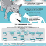 Cat Breeds Origins (Infographic)