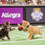 Kitten Bowl III:  Game On!