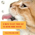 5 Tips To Boost Cat Water Consumption