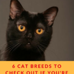 Cat Breeds For Dog Lovers