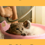 Bathing Your Cat