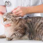 Cat Only Veterinary Practices