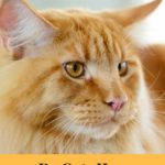 Do Cats Have Separation Anxiety?