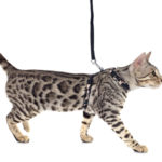 Leash Training Your Cat: 5 Tips For Success