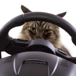 Cats in Cars: Motion Sickness or Anxiety?