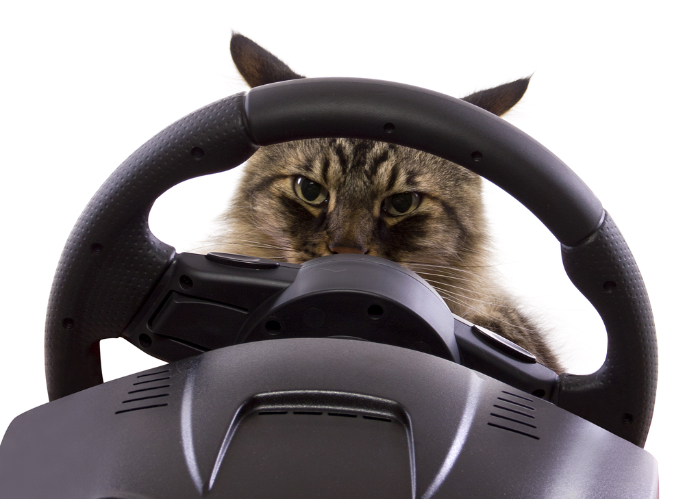 Cats In Cars: Motion Sickness Or Anxiety?