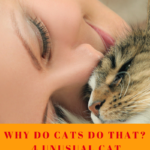 Cat Behaviors: Normal Or Just Plain Weird?