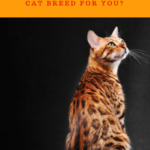 About Cat Breeds: The Bengal Cat