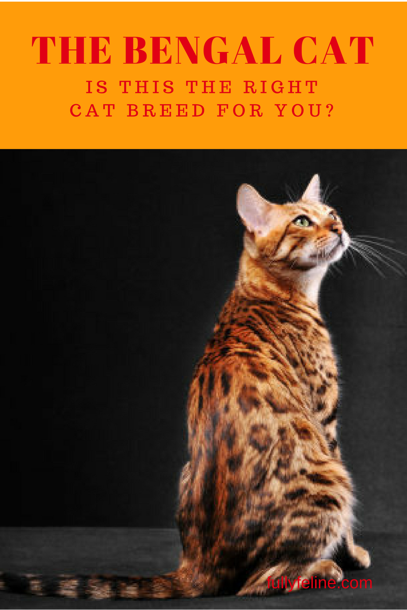 About Cat Breeds: The Bengal Cat