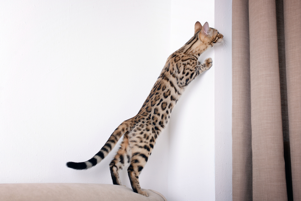 bengal cat