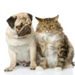 Cats and Dogs: Can They Be Happy Roommates?