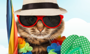 Vacation Planning Tips For Cats-Maximize Human Time Away