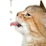 Tips To Boost Cat’s Water Consumption