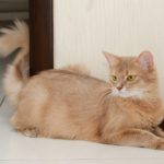 5 Ways To Keep Your Cat Cool This Summer