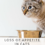 Loss Of Appetite In Cats