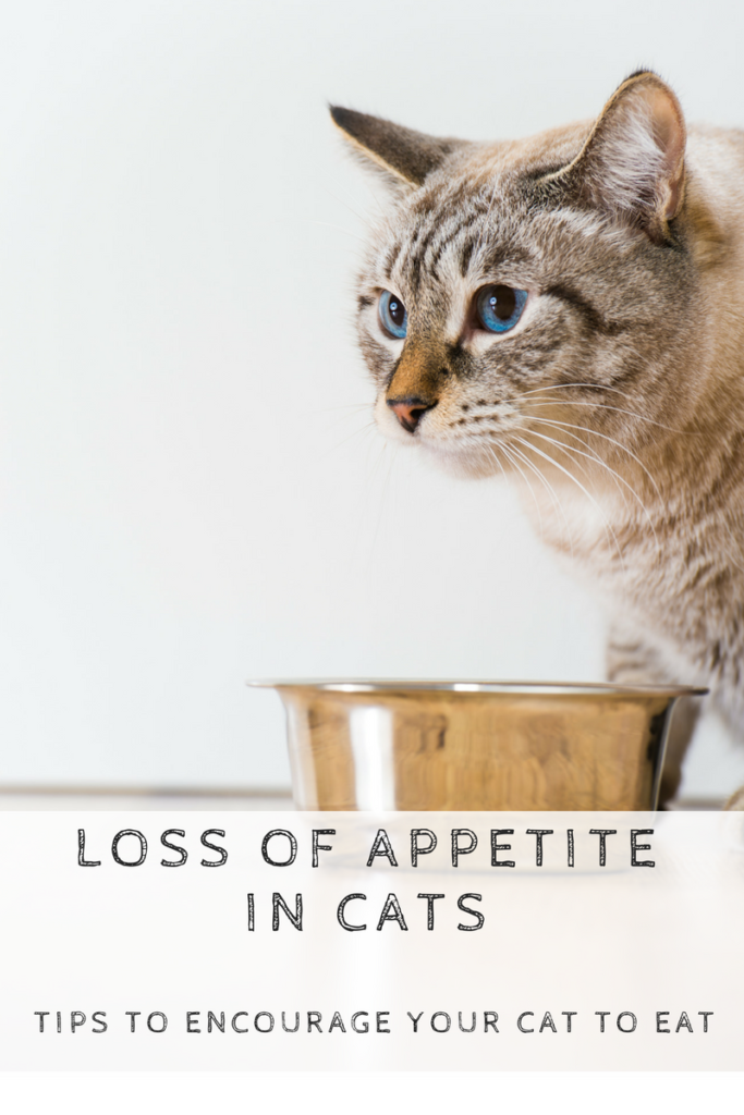 Loss Of Appetite In Cats Fully Feline