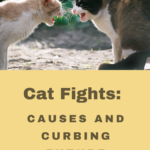 Cat Fight: It Doesn’t Have to End Badly!