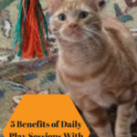 Daily Play Sessions With Your Cat: 5 Reasons It’s Good Idea