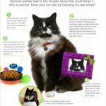Keep Your Cat From Becoming Lost (Infographic)