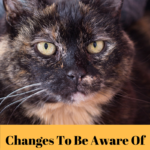 Senior Cat: Changes To Be Aware Of