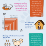 Anatomy Of A Cat (Infographic)