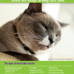 Signs of Heatstroke In Cats (Infographic)