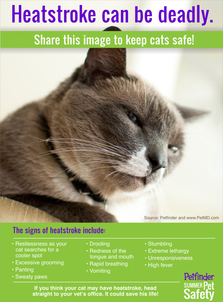 Signs Of Heatstroke In Cats (Infographic)