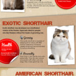 Most Popular Cat Breeds In The US (Infographic)