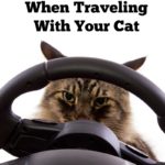 Tips For Success When Traveling With Your Cat