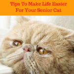 Cognitive Brain Disorder:  Making Senior Years Easier For Your Cat