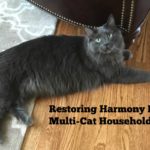 Restoring Harmony In Multi-Cat Household