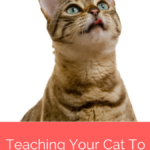 Training Cats: 5 Tips To Teach Cats To Come When Called