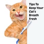 Bad Breath In Cats: Tips To Keep Your Cat’s Breath Fresh