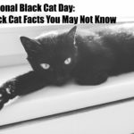 Black Cat Trivia