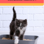 Litter Box Placement: It’s All About Location!