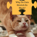 Cat Behavior: Why Cats Stretch So Much