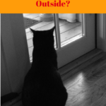 Why Does My Indoor Cat Suddenly Want To Go Outside?