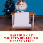 Cat Letters To Santa: Has Your Cat Written His Yet?